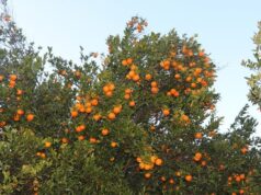 इच्छाकामनाका सुन्तला बोटबाटै बिक्री