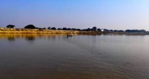 राप्ती नदीमा ४१ गोही छोडियो