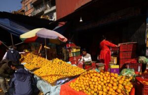 ६ महिनामा ७ हजार ४८ मेट्रिक टन सुन्तला आयात