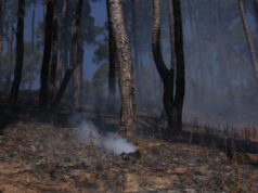 गोदावरी क्षेत्रमा लागेको डढेलो नियन्त्रणमा