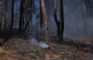 गोदावरी क्षेत्रमा लागेको डढेलो नियन्त्रणमा