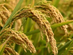 पाँच वर्षमा ५२ हजार हेक्टर धान रोप्ने क्षेत्रफल घट्यो