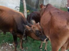 गाई तस्करी गर्नेहरूलाई गोली हान्न मन्त्रीको निर्देशन