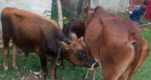 गाई तस्करी गर्नेहरूलाई गोली हान्न मन्त्रीको निर्देशन