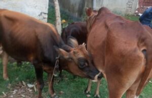 गाई तस्करी गर्नेहरूलाई गोली हान्न मन्त्रीको निर्देशन
