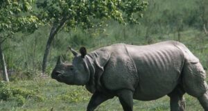 नवलपुरको अमलटारीबाट पोथी गैँडा स्थानान्तरण