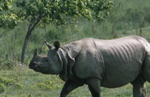 नवलपुरको अमलटारीबाट पोथी गैँडा स्थानान्तरण