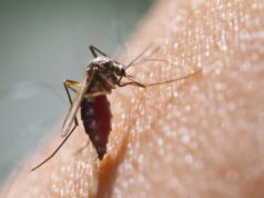 डेंगी बढ्दै गएपछि लामखुट्टे समात्नेलाई पुरस्कार दिँदै फिलिपिन्स