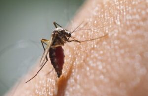 डेंगी बढ्दै गएपछि लामखुट्टे समात्नेलाई पुरस्कार दिँदै फिलिपिन्स