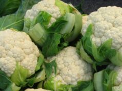 कालीमाटीको काउलीमा भेटियो अत्यधिक मात्रामा विषादी