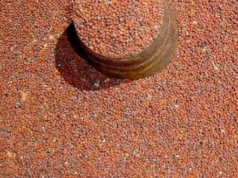 ७ महिनामा ५२ करोडको कोदो आयात