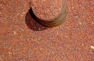 ७ महिनामा ५२ करोडको कोदो आयात