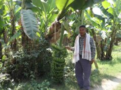 वैदेशिक रोजगारीबाट फर्किएका इन्द्रलाल केराखेतीबाट मासिक १ लाखसम्म आम्दानी गर्दै