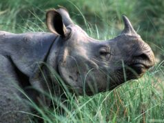 युएसएआईडीको कार्यक्रम स्थगित भएपछि गैँडा गणना समेत अन्योलमा