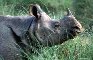 युएसएआईडीको कार्यक्रम स्थगित भएपछि गैँडा गणना समेत अन्योलमा